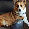 corgi, dog, pet, animal, portrait, indoors, living_room, leather_chair, seated, lying_down, brown_and_white, white_markings, large_ears, pointed_ears, blue_collar, fluffy, paw, relaxed, alert, photography