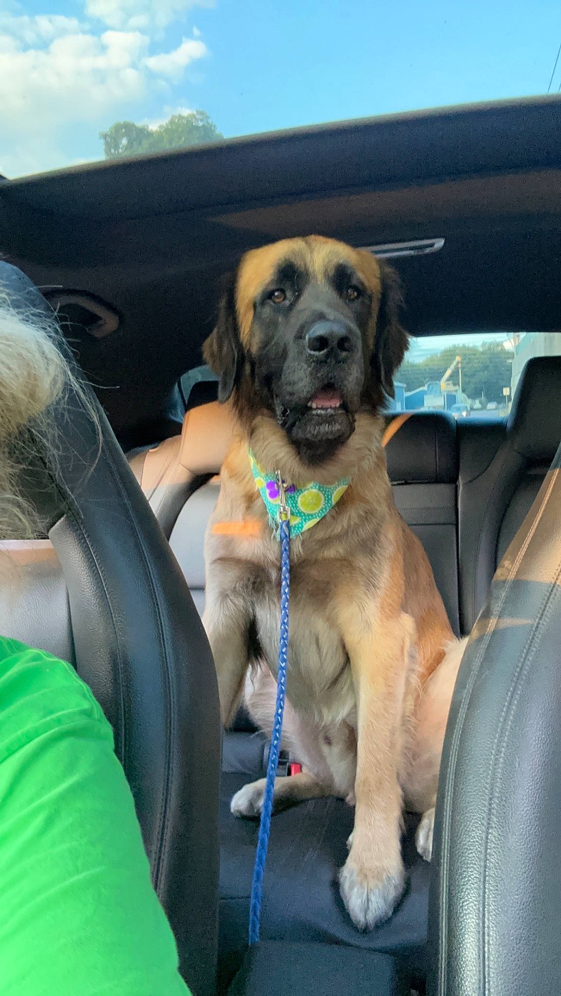 Oakley joined the competition — help win amazing prizes! auto_part, automotive_exterior, car, car_seat, carnivore, cloud, collar, companion_dog, dog, dog_breed, dog_collar, event, family_car, fawn, motor_vehicle, sky, snout, sporting_group, vehicle_door, windshield