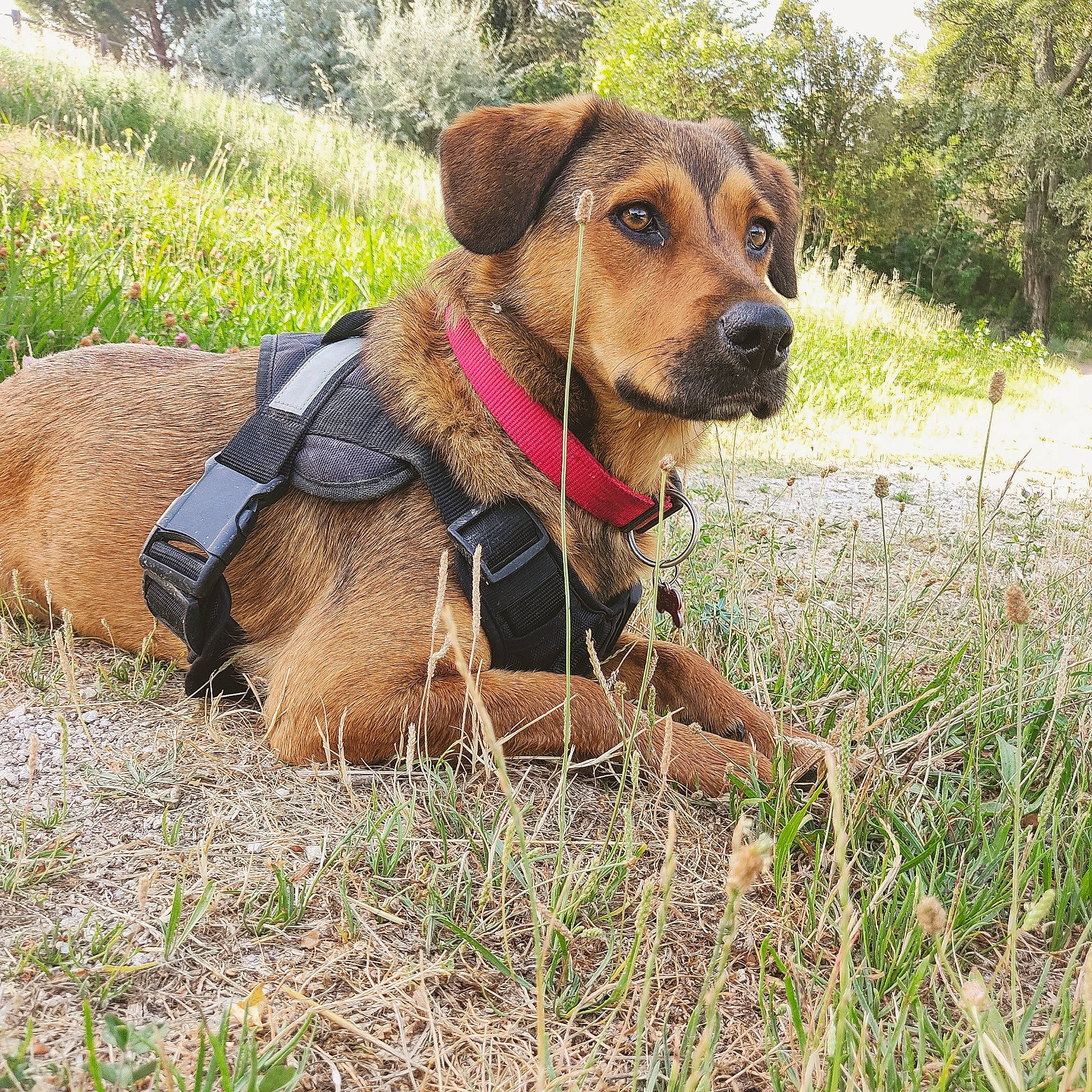 Rubis a rejoint le concours — aidez-le/la à gagner de superbes lots ! carnivore, collar, companion_dog, dog, dog_breed, dog_clothes, dog_collar, dog_supply, fawn, grass, hound, leash, liver, pet_supply, plant, snout, sporting_group, tree, webbing, working_animal