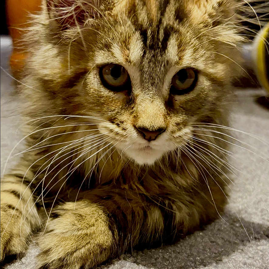 Porscha joined the competition — help win amazing prizes! animal, carpet, cat, close_up, curious, cute, domestic, ears, feline, floor, fur, indoor, kitten, mammal, pet, resting, soft, tabby, whiskers, young