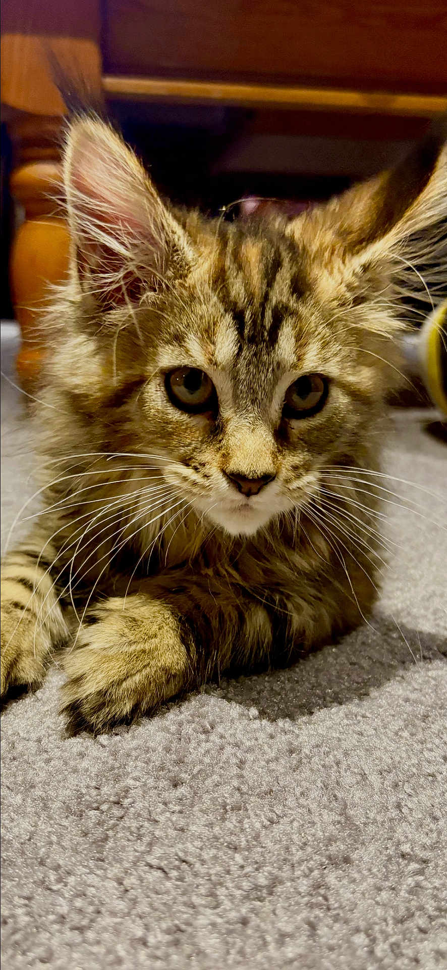 Porscha joined the competition — help win amazing prizes! animal, carpet, cat, close_up, curious, cute, domestic, ears, feline, floor, fur, indoor, kitten, mammal, pet, resting, soft, tabby, whiskers, young