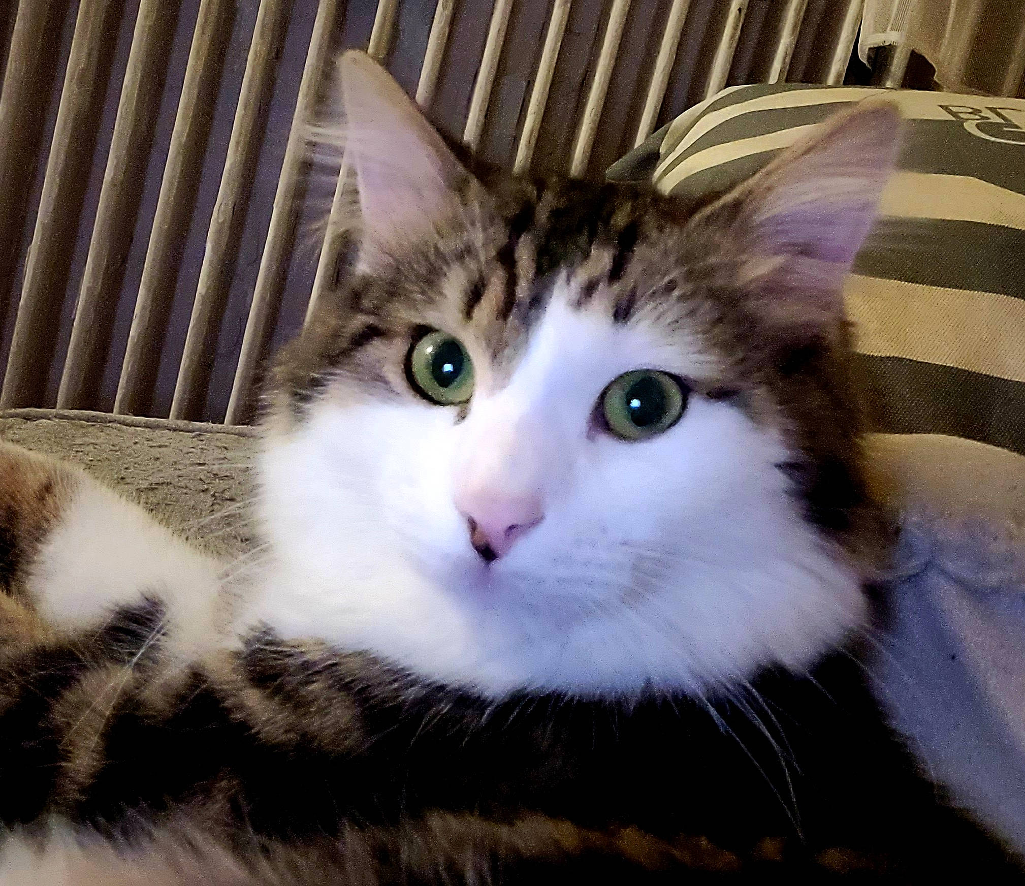 Isis participe au concours pour gagner de l'argent avec cette photo : carnivore, cat, claw, domestic_short_haired_cat, felidae, fur, iris, paw, plant, small_to_medium_sized_cats, tail, tree, whiskers, window