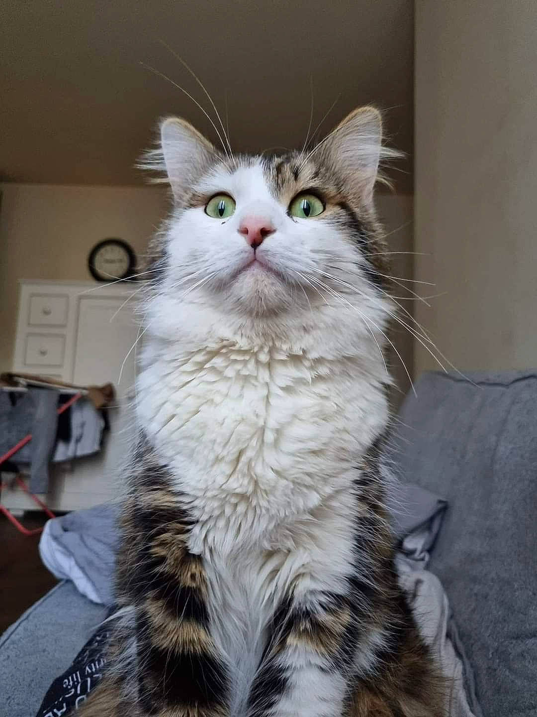 Isis participe au concours pour gagner de l'argent avec cette photo : carnivore, cat, claw, clock, comfort, domestic_short_haired_cat, felidae, fur, iris, paw, sitting, small_to_medium_sized_cats, snout, tail, terrestrial_animal, wall_plate, whiskers, window