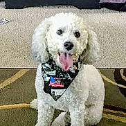 Jax is registered to the contest to win money with this photo: dog, white_dog, curly_fur, pet, indoor, carpet, bandana, american_flag, tongue_out, happy, sitting, fur, animal, domestic_animal, cute, companion, household, floor, furniture, blanket