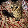 cat, kitten, tabby_cat, animal, pet, feline, close_up, blanket, striped_blanket, indoor, cozy, fur, whiskers, ears, eyes, cute, small_cat, comfort, resting, domestic_animal