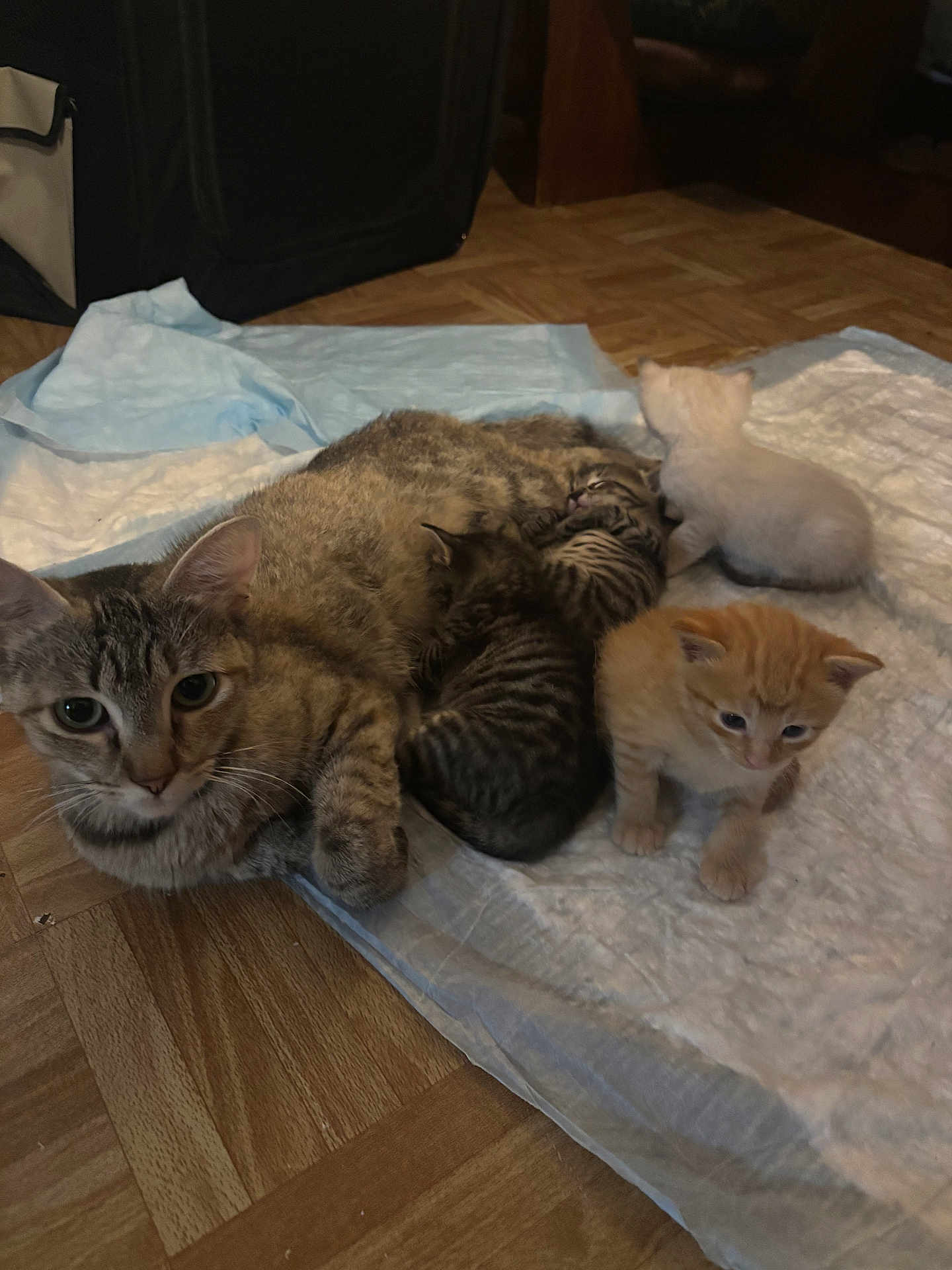 Bailey joined the competition — help win amazing prizes! cat, kitten, mother_cat, floor, wooden_floor, pet, animal, fur, cute, sleeping, lying_down, tabby_cat, orange_kitten, white_kitten, indoor, domestic, family, resting, young, nursing