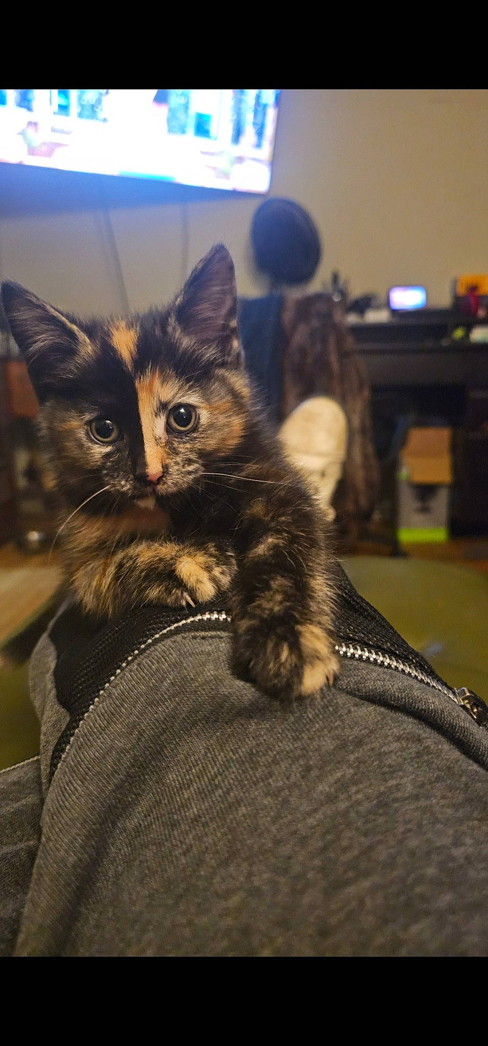 Clawdia is registered to the contest to win money with this photo: carnivore, cat, claw, comfort, domestic_short_haired_cat, felidae, fur, iris, lap, paw, sitting, small_to_medium_sized_cats, snout, tail, whiskers