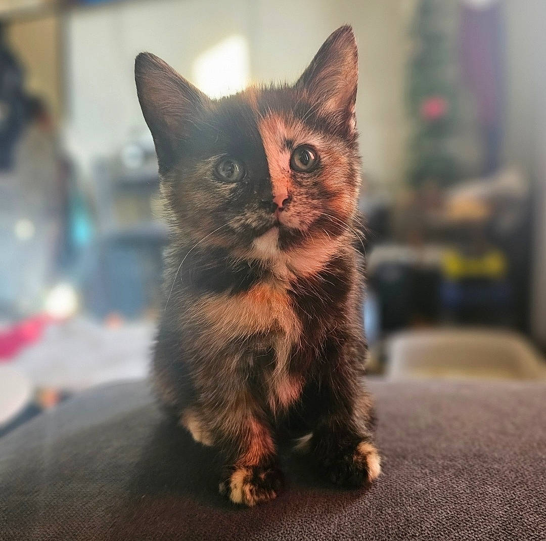 Clawdia is registered to the contest to win money with this photo: carnivore, cat, claw, domestic_short_haired_cat, eye, felidae, flooring, fur, paw, sitting, small_to_medium_sized_cats, snout, tail, whiskers, window, wood