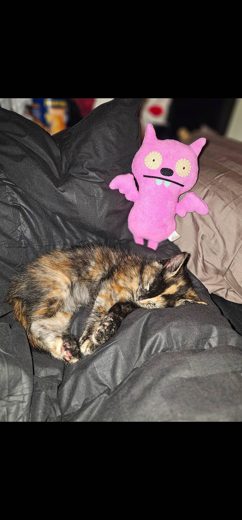 Clawdia joined the competition — help win amazing prizes! bed, bedding, carnivore, cat, claw, comfort, domestic_short_haired_cat, fawn, felidae, fur, linens, nap, paw, small_to_medium_sized_cats, stuffed_toy, tail, teddy_bear, textile, toy, whiskers