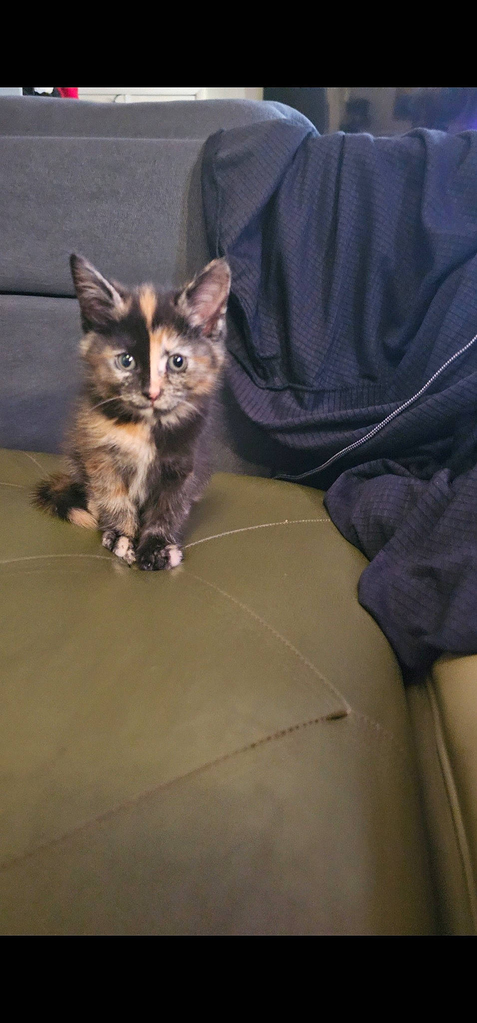 Clawdia is registered to the contest to win money with this photo: box, carnivore, cat, claw, comfort, domestic_short_haired_cat, electric_blue, felidae, flooring, fur, grey, hardwood, paw, sitting, small_to_medium_sized_cats, snout, tail, terrestrial_animal, whiskers, wood