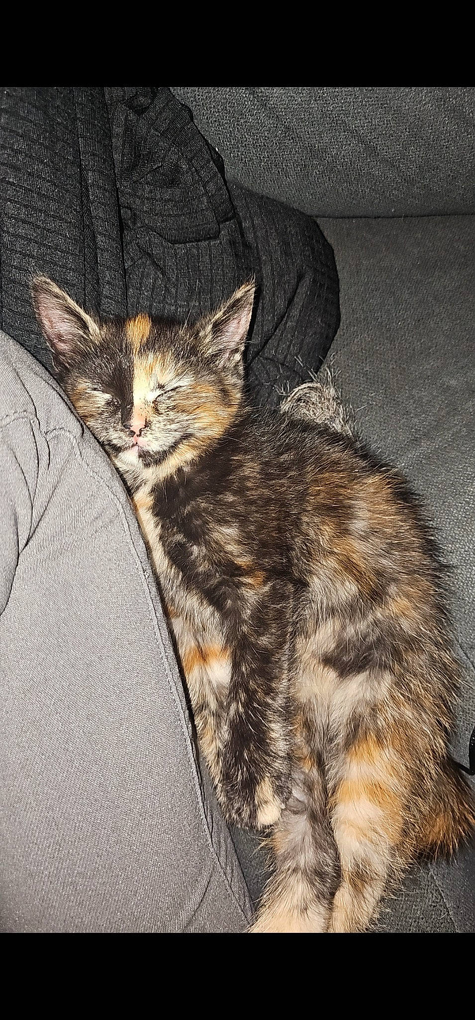 Clawdia is registered to the contest to win money with this photo: carnivore, cat, claw, comfort, domestic_short_haired_cat, felidae, foot, fur, nap, paw, sitting, sleep, small_to_medium_sized_cats, snout, tail, terrestrial_animal, whiskers, wildlife