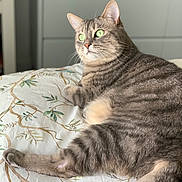 Théo a rejoint le concours — aidez-le/la à gagner de superbes lots ! cat, tabby, gray_cat, green_eyes, bed, bedding, leaf_pattern, indoor, household, pet, feline, fur, relaxed, lying_down, whiskers, cute, animal, cozy, soft_light, domestic