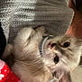Diamond joined the competition — help win amazing prizes! animal, blanket, blue_eyes, cat, closeup, collar, comfort, cozy, cute, fleece, fluffy, fur, indoor, kitten, pet, resting, soft, texture, whiskers, young