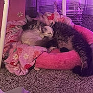 Diamond is registered to the contest to win money with this photo: animal, bed, blanket, carpet, cat, cats, comfort, cozy, cute, feline, fur, indoor, pets, pink, purple_lighting, relaxation, resting, sleeping, snuggling, soft