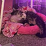animal, bed, blanket, carpet, cat, cats, comfort, cozy, cute, feline, fur, indoor, pets, pink, purple_lighting, relaxation, resting, sleeping, snuggling, soft