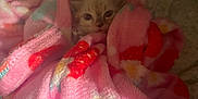 Diamond is registered to the contest to win money with this photo: animal, bed, blanket, cat, comfort, cozy, cute, ears, face, floral_pattern, fur, indoor, kitten, pet, pink, resting, sleepy, small, soft, warm