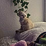 Diamond is registered to the contest to win money with this photo: animal, blanket, cat, collar, colorful, comfort, cozy, curious, cute, feline, fur, indoor, kitten, pet, plant, resting, soft, texture, toy, wall