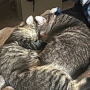 Jinkx joined the competition — help win amazing prizes! animal, blanket, cat, close_up, cozy, cute, domestic_animal, ears, feline, friendship, fur, indoor, pet, relaxed, resting, sleeping, tabby_cat, tail, two_animals, whiskers