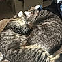 animal, blanket, cat, close_up, cozy, cute, domestic_animal, ears, feline, friendship, fur, indoor, pet, relaxed, resting, sleeping, tabby_cat, tail, two_animals, whiskers
