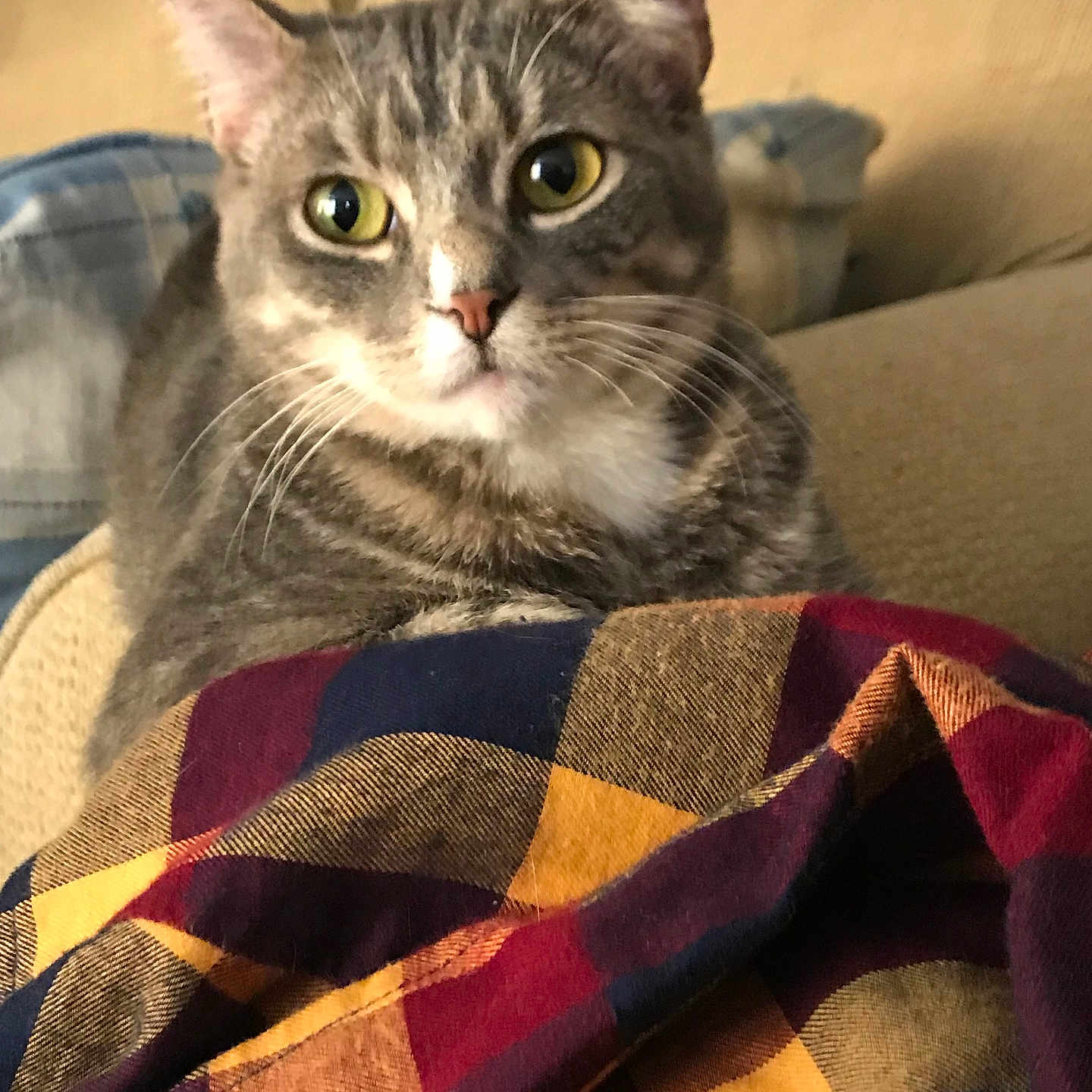 Jinkx is registered to the contest to win money with this photo: animal, blanket, cat, closeup, comfortable, couch, cozy, domestic, feline, fur, home, indoor, pet, plaid, relaxed, resting, soft_light, tabby, whiskers, yellow_eyes