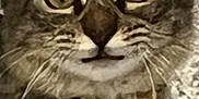 Bee joined the competition — help win amazing prizes! alert, animal, cat, close_up, collar, cute, domestic, ears, expression, face, feline, fur, indoor, looking, pet, portrait, tabby, tag, whiskers, wide_eyes