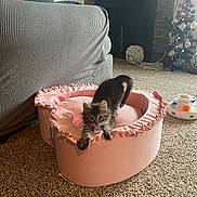 Bee is registered to the contest to win money with this photo: animal, carpet, cat, christmas_tree, couch, cozy, curious, decorations, fireplace, furniture, indoor, kitten, living_room, pet_bed, pink, playful, soft, stretching, toy, window