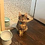 Bee joined the competition — help win amazing prizes! animal, carpet, cat, closeup, collar, curious, cute, domestic, doorframe, feline, floor, home, indoor, looking, pet, sitting, tabby, tag, water_bowl, wooden_floor