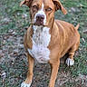 dog, brown_dog, white_paws, white_chest, pet, canine, outdoor, grass, nature, animal, sitting, looking_at_camera, ears, snout, fur, paw, alert, friendly, companion, portrait