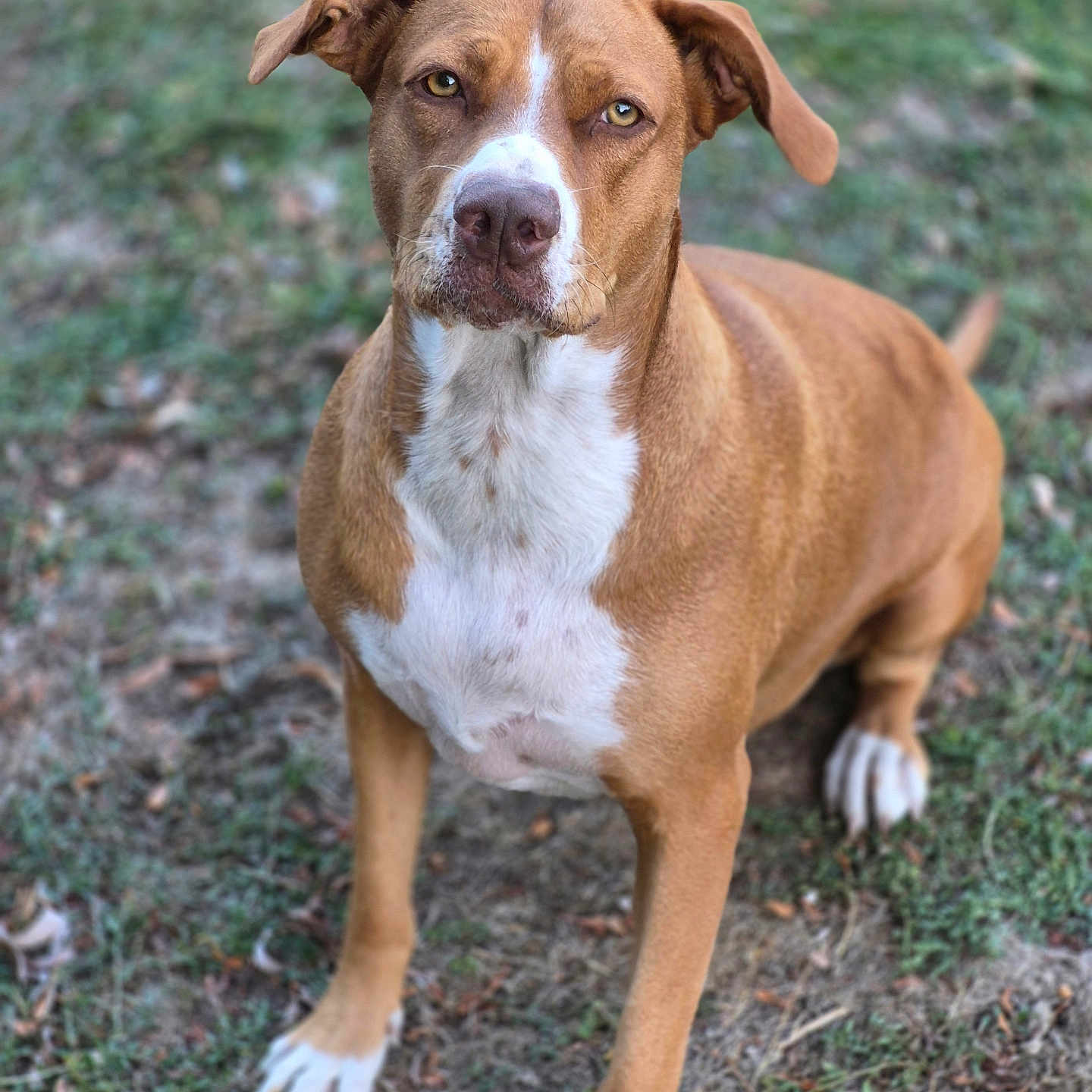 Nala a rejoint le concours — aidez-le/la à gagner de superbes lots ! dog, brown_dog, white_paws, white_chest, pet, canine, outdoor, grass, nature, animal, sitting, looking_at_camera, ears, snout, fur, paw, alert, friendly, companion, portrait