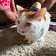 Carmello is registered to the contest to win money with this photo: cat, sombrero, hat, white_cat, orange_cat, carpet, indoor, people, legs, pink_shirt, patterned_shirt, whiskers, close_up, pet, curious, feline, domestic_animal, floor, home, playful