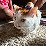 cat, sombrero, hat, white_cat, orange_cat, carpet, indoor, people, legs, pink_shirt, patterned_shirt, whiskers, close_up, pet, curious, feline, domestic_animal, floor, home, playful