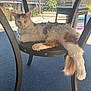 Carmello joined the competition — help win amazing prizes! cat, fluffy, lounging, chair, table, outdoor, sunlight, relaxed, pet, feline, animal, fur, paws, tail, curious, patio, plants, furniture, daylight, domestic
