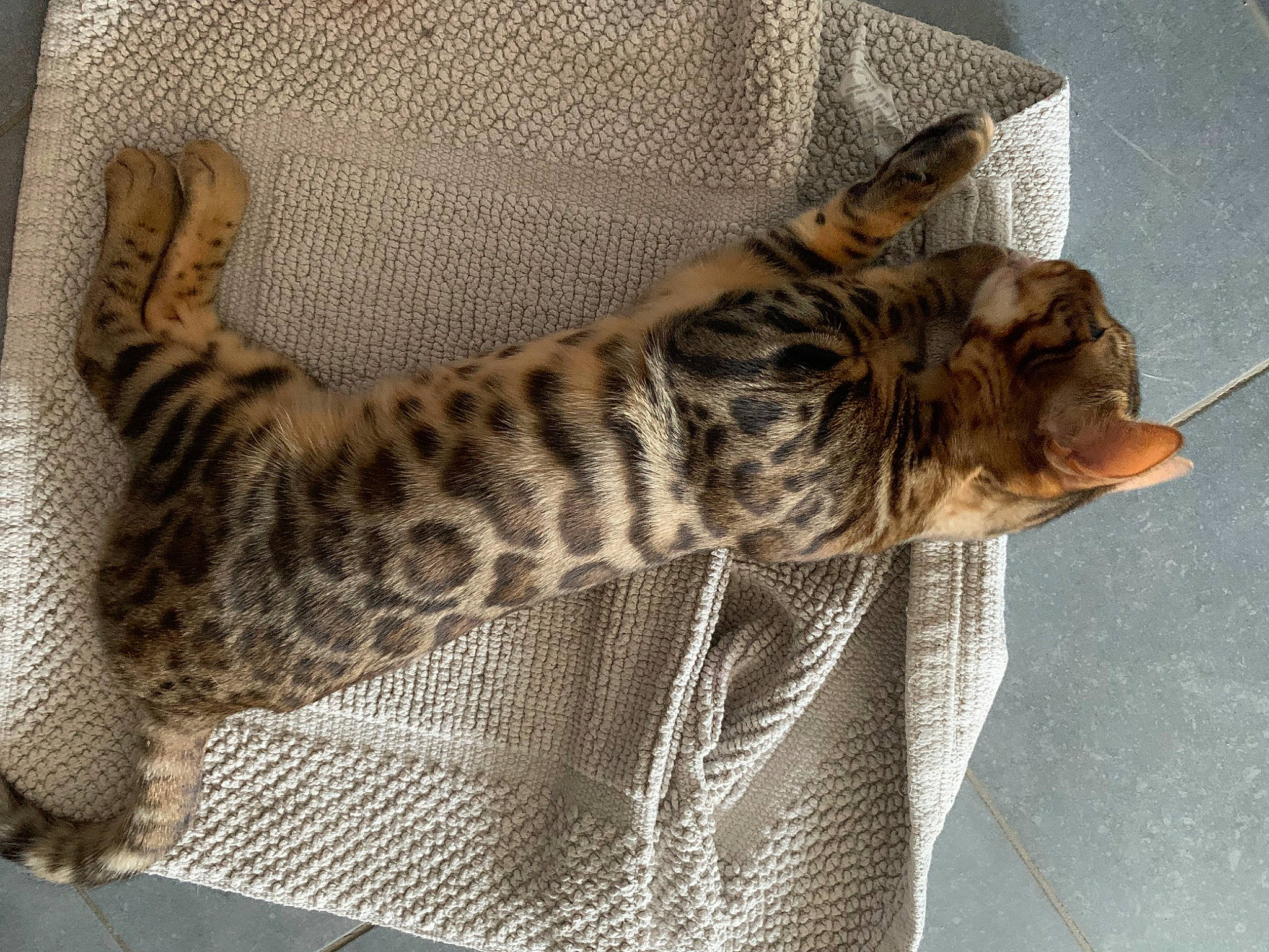 Chiara a rejoint le concours — aidez-le/la à gagner de superbes lots ! big_cats, carnivore, cat, cat_bed, claw, comfort, domestic_short_haired_cat, fawn, felidae, fur, military_camouflage, nap, pattern, sleep, small_to_medium_sized_cats, snout, tail, terrestrial_animal, whiskers, wildlife