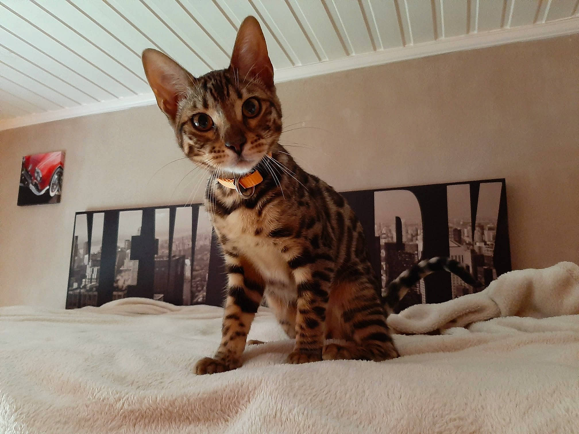 Chiara a rejoint le concours — aidez-le/la à gagner de superbes lots ! bed, bengal, carnivore, cat, comfort, domestic_short_haired_cat, felidae, fur, linens, paw, picture_frame, room, sitting, small_to_medium_sized_cats, tail, terrestrial_animal, whiskers, wildlife, wood