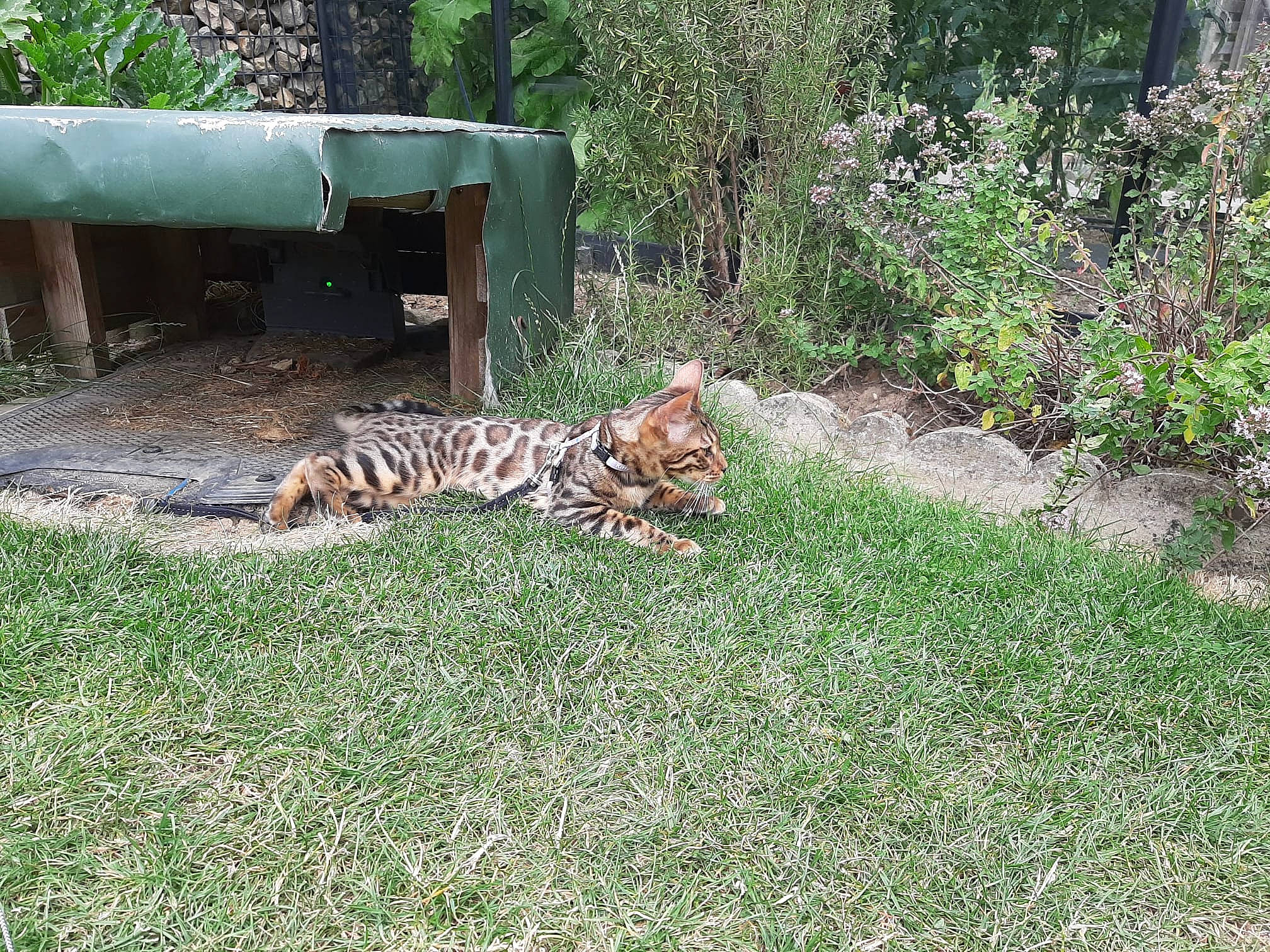 Chiara a rejoint le concours — aidez-le/la à gagner de superbes lots ! bengal_tiger, big_cats, carnivore, fawn, felidae, gas, grass, grass_family, groundcover, landscape, plant, shrub, siberian_tiger, soil, tail, terrestrial_animal, tiger, trunk, whiskers, wildlife