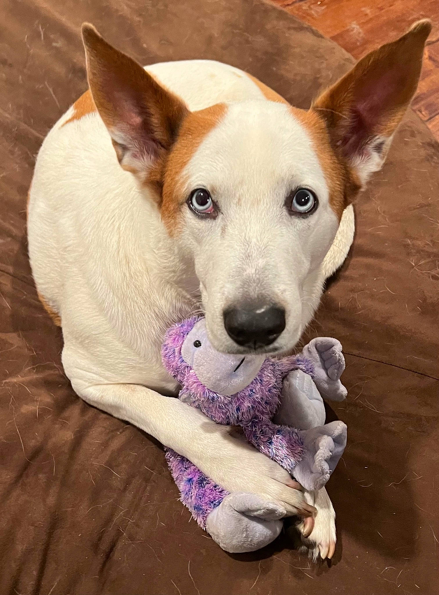 Deuce joined the competition — help win amazing prizes! ancient_dog_breeds, canidae, carnivore, collar, comfort, companion_dog, dog, dog_breed, dog_collar, dog_supply, ear, fawn, non_sporting_group, paw, snout, sporting_group, terrestrial_animal, whiskers, wood, working_animal