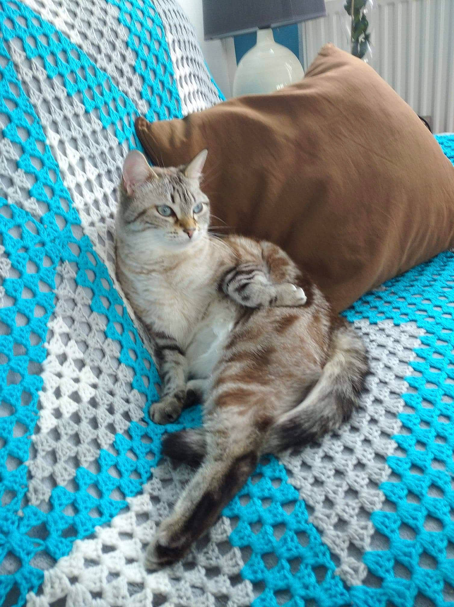 Opale a rejoint le concours — aidez-le/la à gagner de superbes lots ! animal_shelter, blue, carnivore, cat, claw, comfort, domestic_short_haired_cat, fawn, felidae, fur, linens, mesh, pattern, paw, sitting, small_to_medium_sized_cats, snout, tail, whiskers, woven_fabric