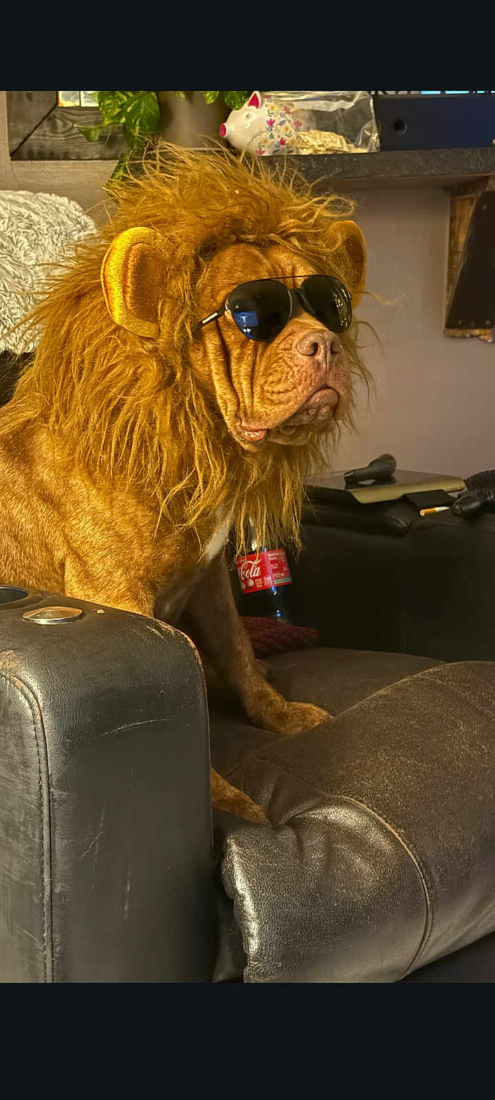 Winston is registered to the contest to win money with this photo: dog, costume, lion_mane, sunglasses, leather_couch, indoor, pet, brown, fur, serious_expression, seated, houseplant, decor, living_room, toy, bottle, table, furniture, animal, portrait