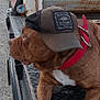 dog, brown_dog, cap, red_collar, metal_surface, rusty_background, outdoor, pet, animal, side_view, close_up, resting, canine, casual, wearing, accessory, texture, gravel, vehicle, relaxed