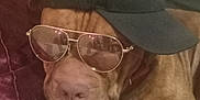 Winston joined the competition — help win amazing prizes! animal, brown_dog, canine, cap, casual, closeup, comfortable, couch, dog, eyewear, hat, indoor, nap, pet, pillow, relaxed, resting, sleeping, sunglasses, wearing_accessories