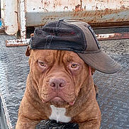 Winston joined the competition — help win amazing prizes! dog, brown_dog, cap, baseball_cap, sideways_cap, metal_platform, rusty_background, outdoor, pet, animal, portrait, close_up, fur, expression, resting, front_legs, canine, headwear, casual, industrial