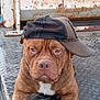dog, brown_dog, cap, baseball_cap, sideways_cap, metal_platform, rusty_background, outdoor, pet, animal, portrait, close_up, fur, expression, resting, front_legs, canine, headwear, casual, industrial