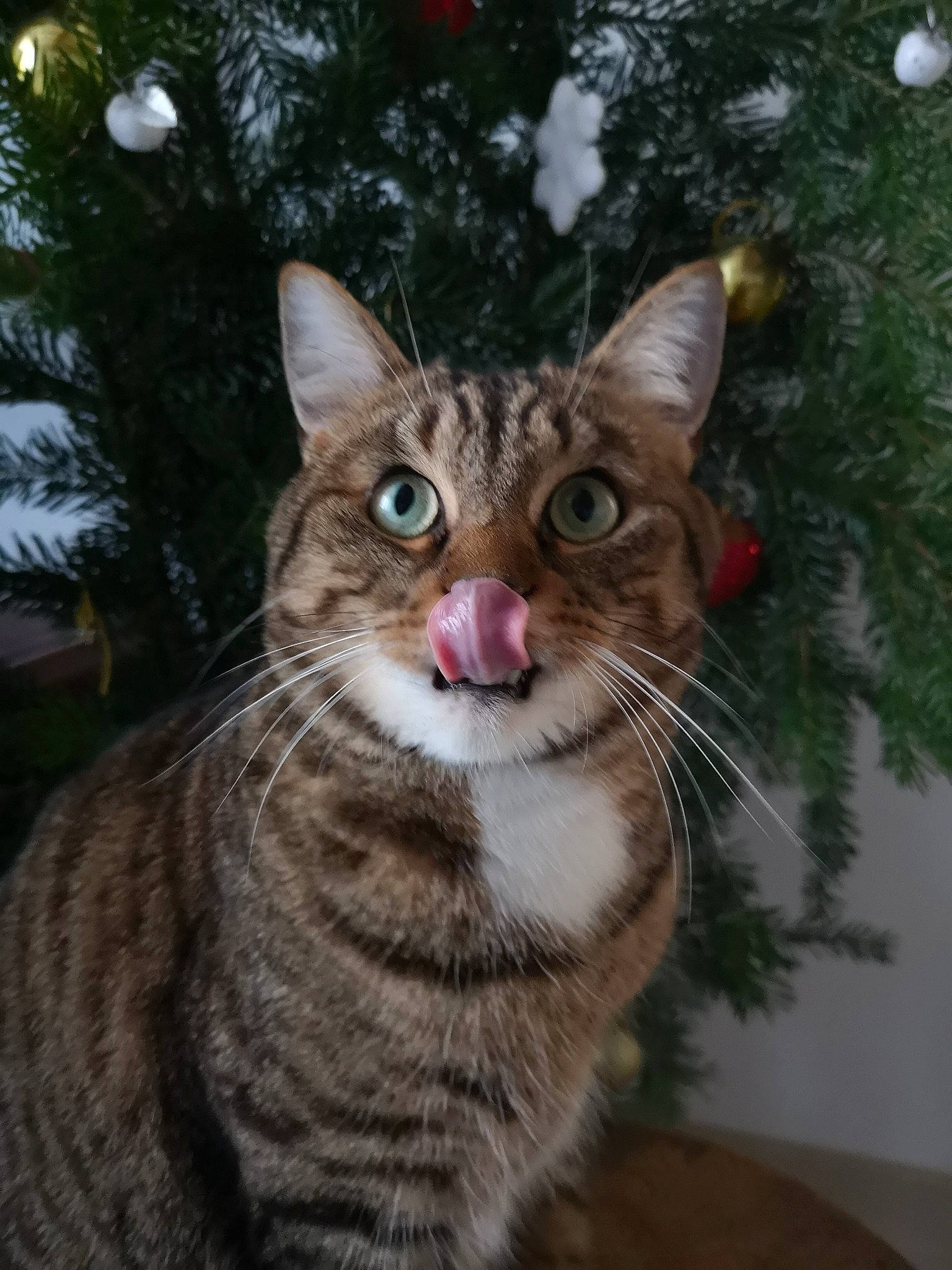 Couscous participe au concours pour gagner de l'argent avec cette photo : carnivore, cat, christmas_tree, conifer, domestic_short_haired_cat, event, fawn, felidae, fur, grass, iris, organism, plant, small_to_medium_sized_cats, snout, tail, terrestrial_animal, tree, whiskers, wildlife