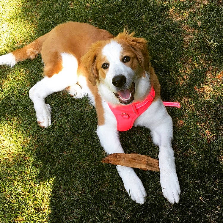 Lollie is registered to the contest to win money with this photo: american_foxhound, beagle, beagle_harrier, canidae, carnivore, companion_dog, dog, dog_breed, english_coonhound, english_foxhound, estonian_hound, finnish_hound, harrier, kooikerhondje, kromfohrlander, mammal, rare_breed_dog, sporting_group, treeing_walker_coonhound, vertebrate