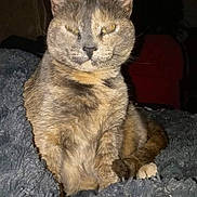 Patches joined the competition — help win amazing prizes! cat, one-eyed, feline, pet, animal, fur, whiskers, ears, sitting, blanket, cozy, indoor, portrait, cute, domestic, furry, resting, looking, face, close-up