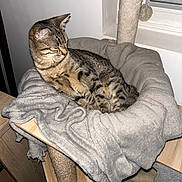 Roméo a rejoint le concours — aidez-le/la à gagner de superbes lots ! cat, tabby, animal, pet, feline, resting, indoor, blanket, soft, cozy, wooden, cat_tree, furniture, window, toy, fur, sleepy, comfort, domestic, relaxed