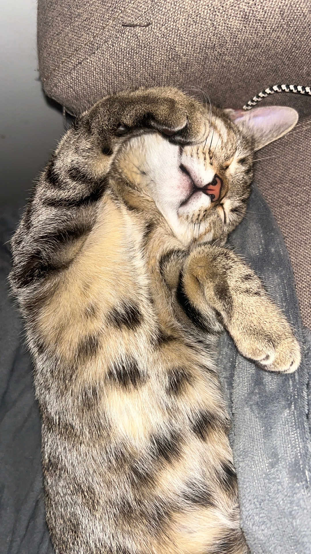 Roméo participe au concours pour gagner de l'argent avec cette photo : cat, tabby, sleeping, paw, fur, pet, animal, cozy, relaxed, indoor, cute, whiskers, face, ears, striped, closeup, resting, feline, domestic, nap