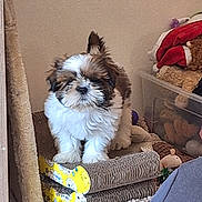 Alaïa a rejoint le concours — aidez-le/la à gagner de superbes lots ! animal, blanket, brown, carpet, container, cozy, cute, dog, fluffy, furniture, indoor, pet, plush_toy, puppy, scratching_pad, sleepy, small_dog, stack, toy, white