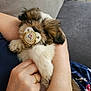 Alaïa a rejoint le concours — aidez-le/la à gagner de superbes lots ! adorable, arm, brown, closeup, comfort, couch, cute, dog, fluffy, fur, hand, indoor, love, pacifier, pet, puppy, resting, sleeping, snuggle, white