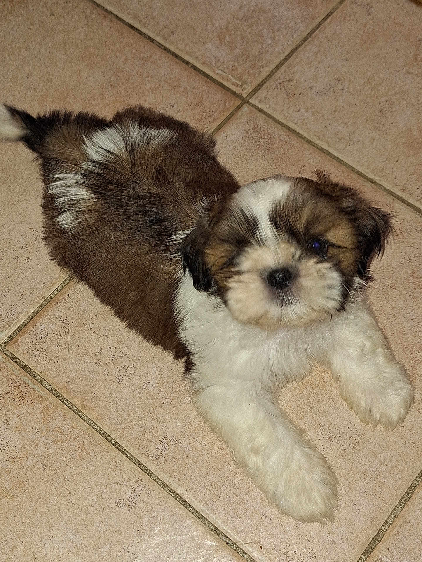 Alaïa participe au concours pour gagner de l'argent avec cette photo : puppy, dog, pet, fur, brown, white, tile_floor, cute, animal, laying_down, small, domestic_animal, young, indoor, mammal, companion, playful, fluffy, adorable, curious